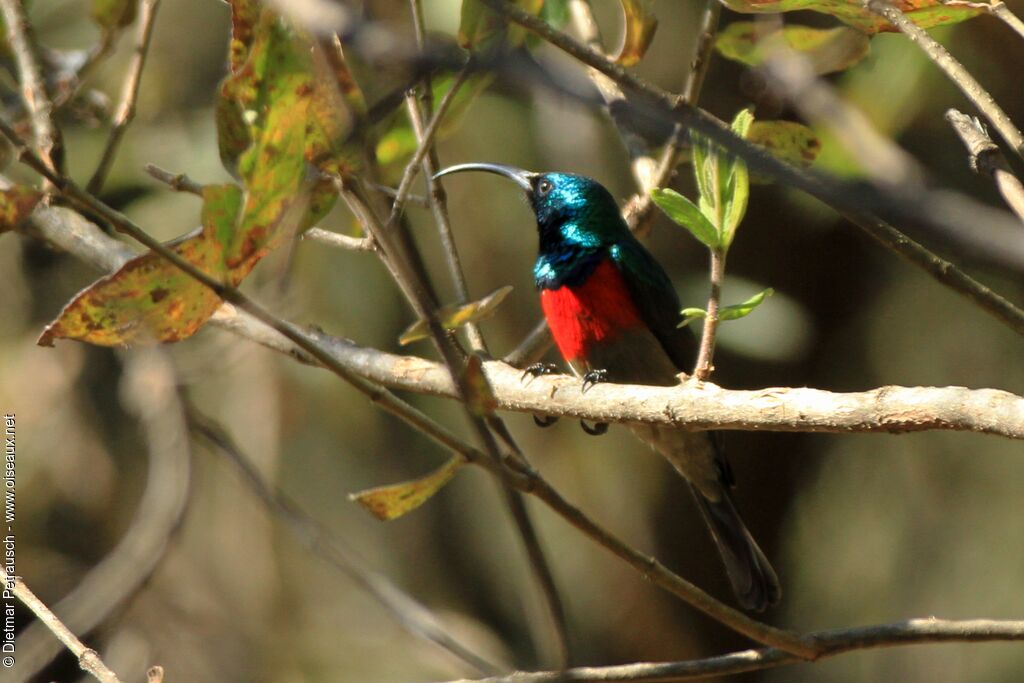 Greater Double-collared Sunbird male adult