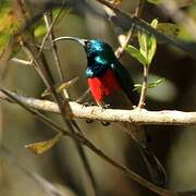 Greater Double-collared Sunbird