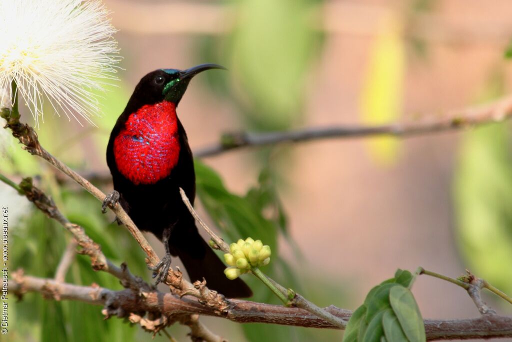 Scarlet-chested Sunbird male adult