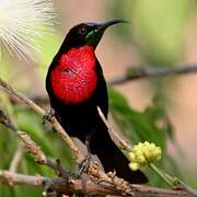 Scarlet-chested Sunbird