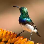 White-bellied Sunbird