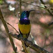 Variable Sunbird