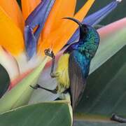 Variable Sunbird