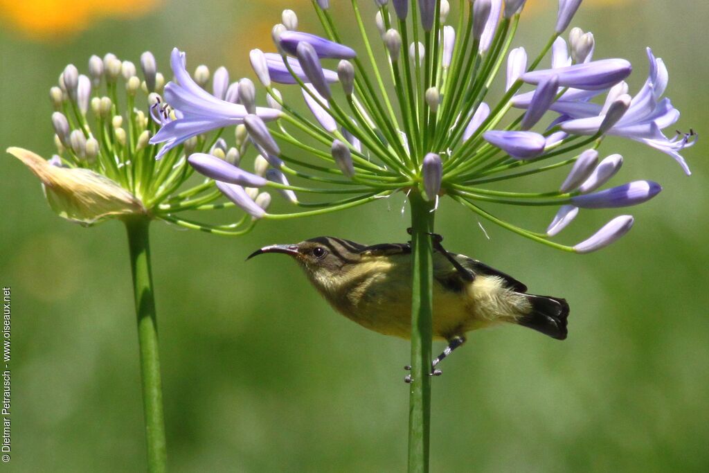 Variable Sunbird female adult