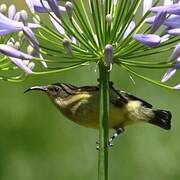 Variable Sunbird