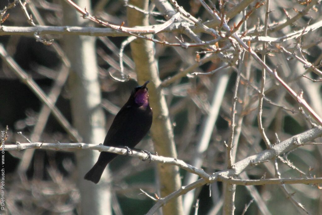 Amethyst Sunbird male adult