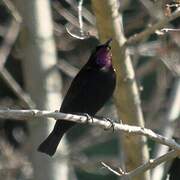 Amethyst Sunbird