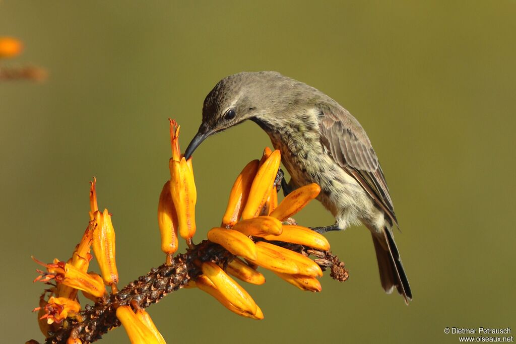 Amethyst Sunbird female adult