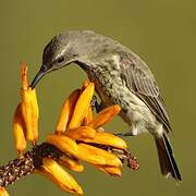 Amethyst Sunbird