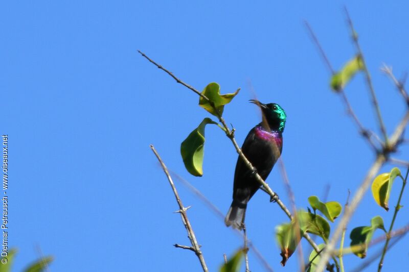 Purple-banded Sunbird male adult
