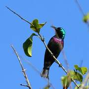 Purple-banded Sunbird