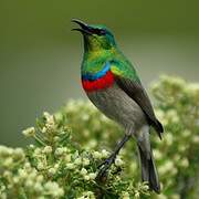 Southern Double-collared Sunbird