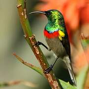 Southern Double-collared Sunbird