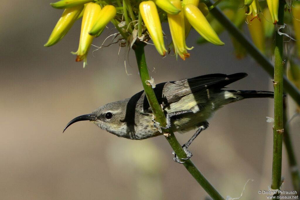 Marico Sunbird female adult