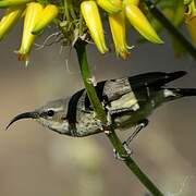 Marico Sunbird