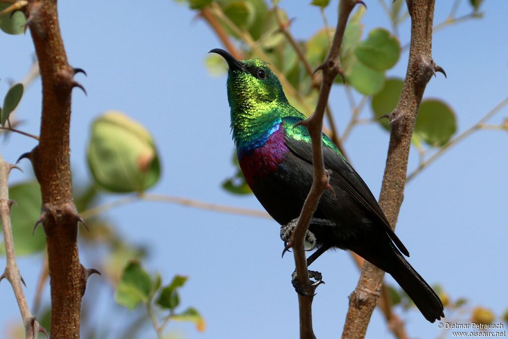 Marico Sunbird male adult