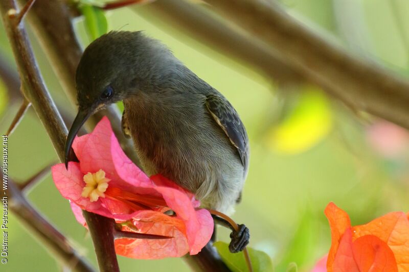 Seychelles Sunbird female adult