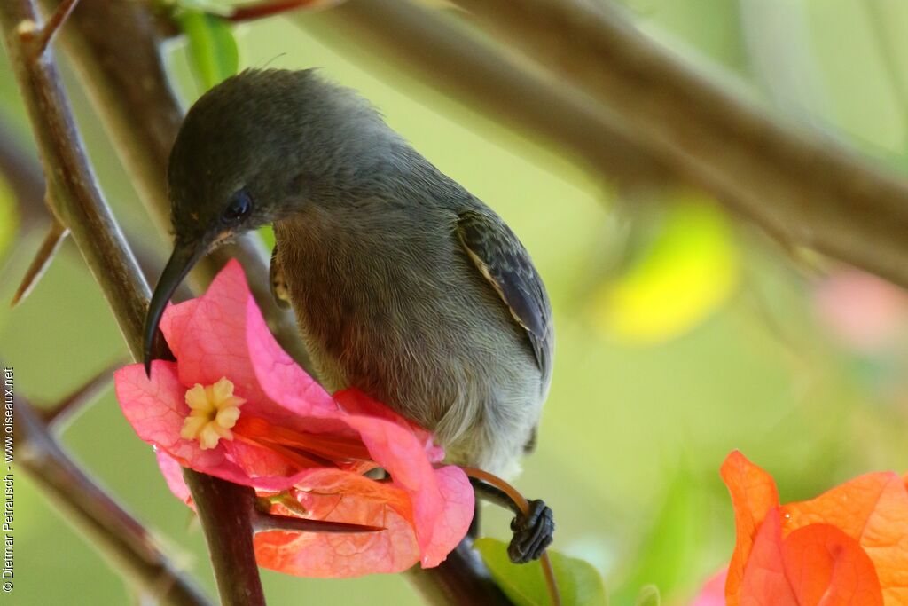 Seychelles Sunbird female adult