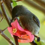 Seychelles Sunbird