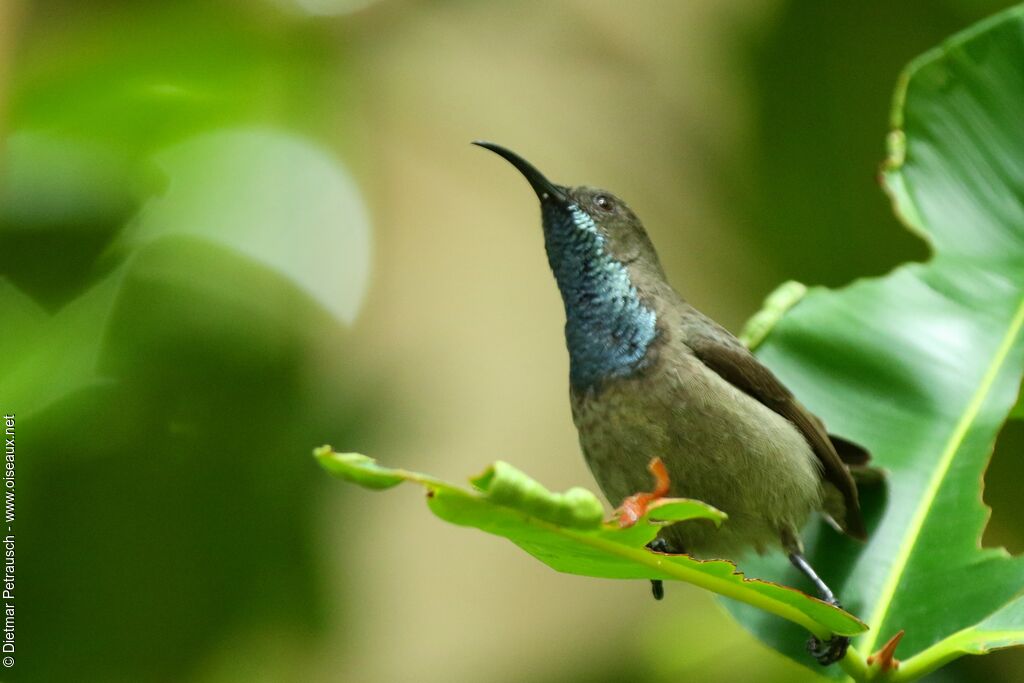 Seychelles Sunbird male adult