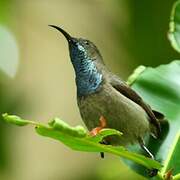 Seychelles Sunbird