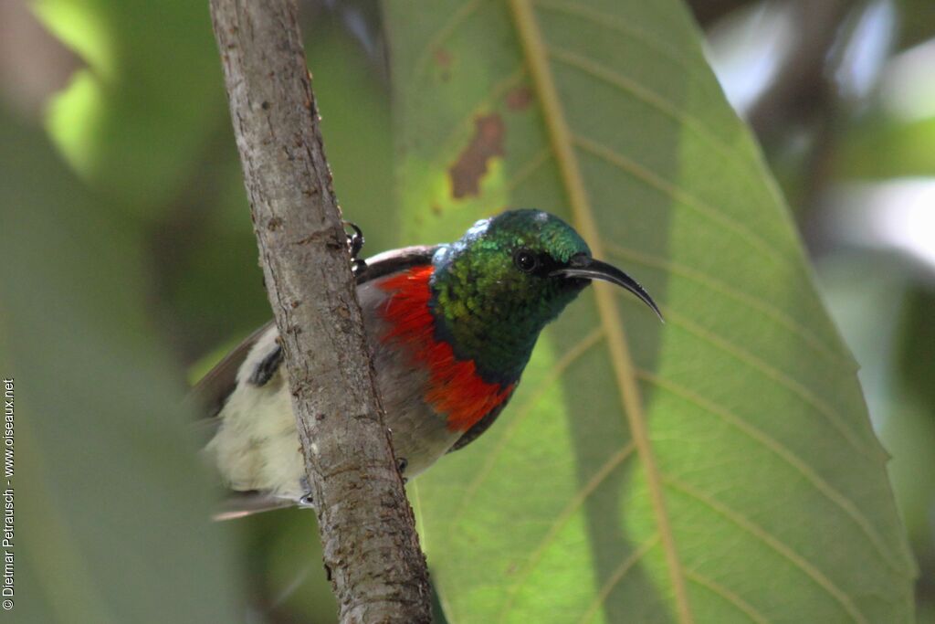 Eastern Miombo Sunbird male adult