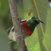 Eastern Miombo Sunbird