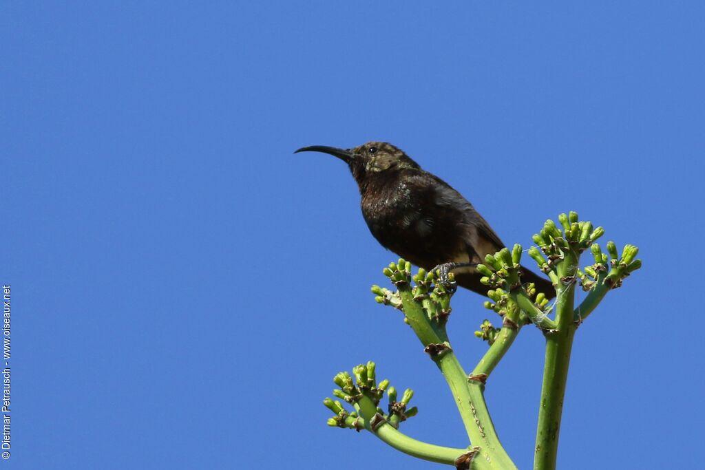 Dusky Sunbird male adult