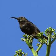 Dusky Sunbird