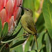 Malachite Sunbird