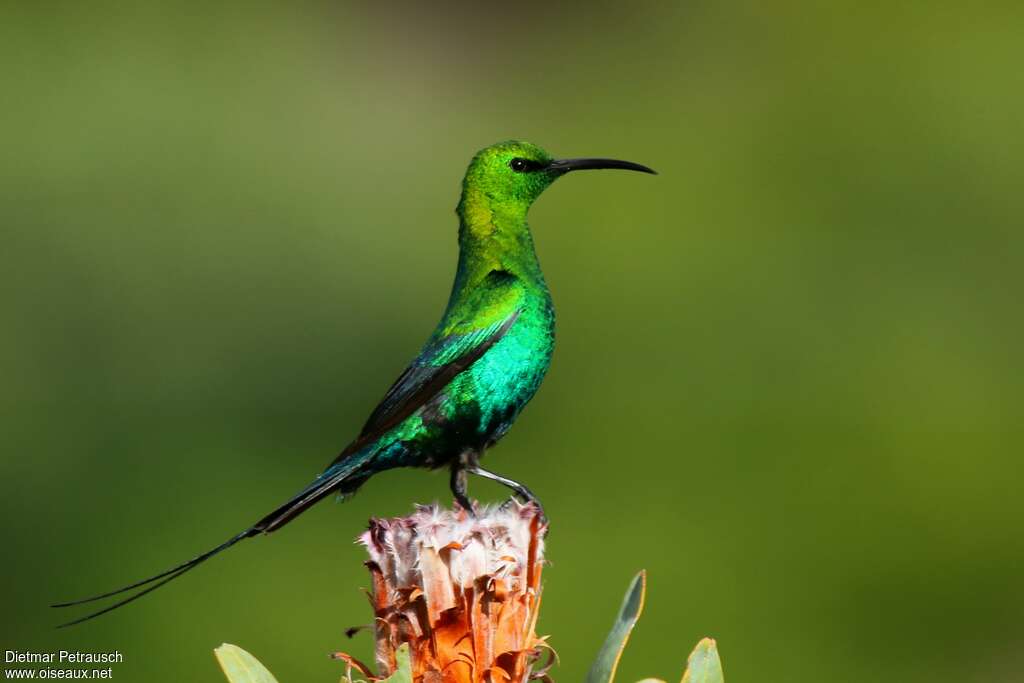 Souimanga malachite mâle adulte, identification