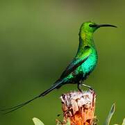 Malachite Sunbird