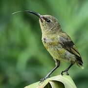 Orange-breasted Sunbird