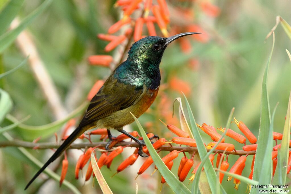 Orange-breasted Sunbird male adult