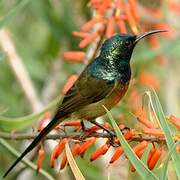 Orange-breasted Sunbird