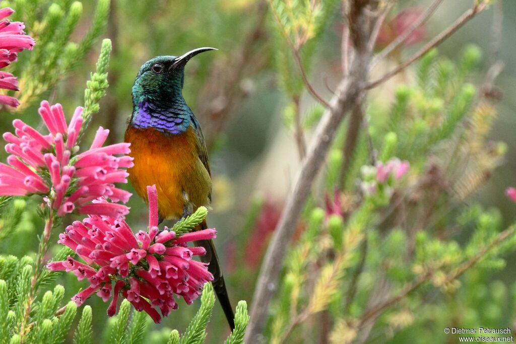 Orange-breasted Sunbird male adult