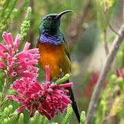 Orange-breasted Sunbird