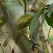 Rufous-browed Peppershrike