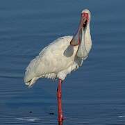 African Spoonbill