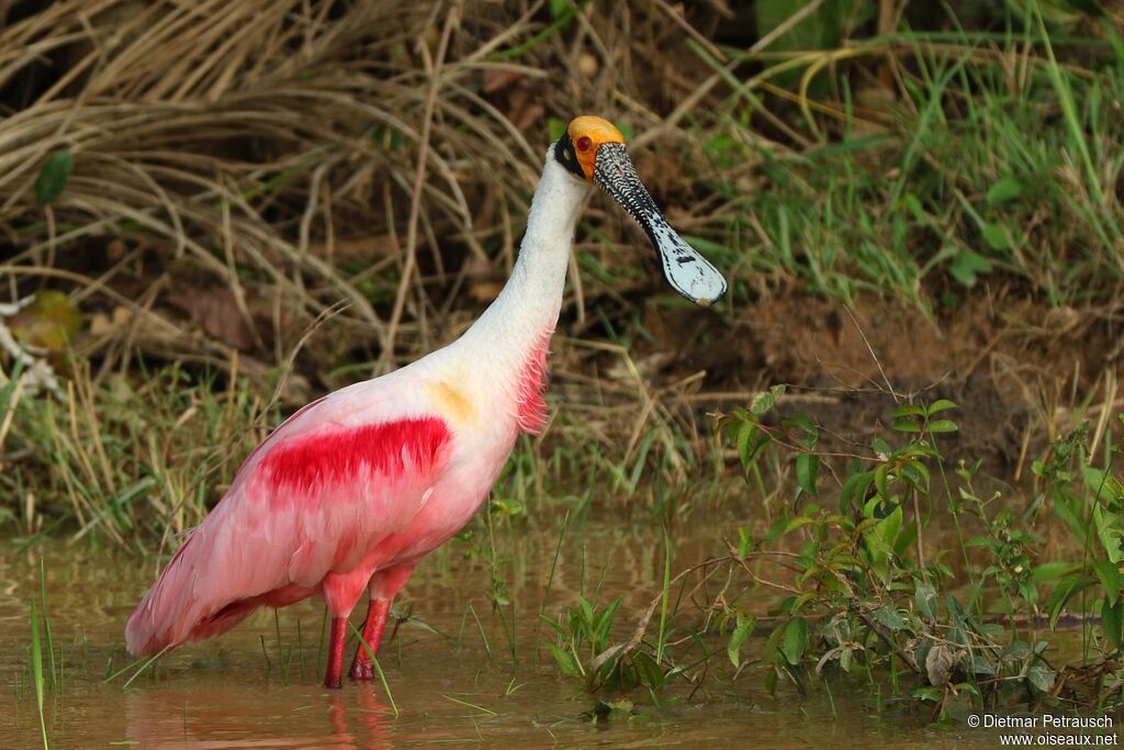 Roseate Spoonbilladult breeding