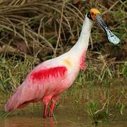 Roseate Spoonbill