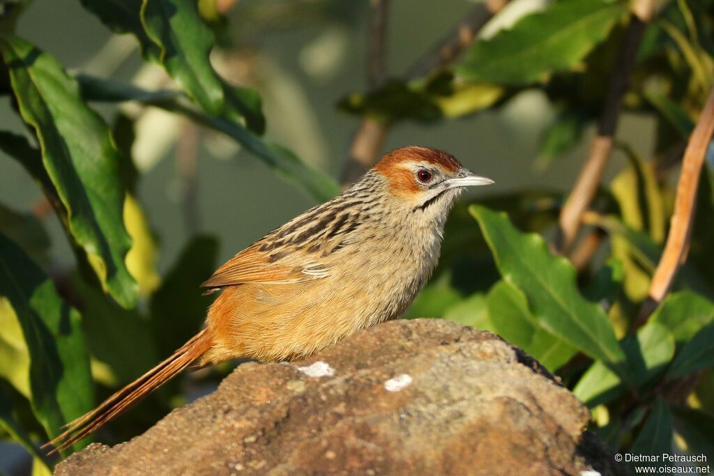 Cape Grassbirdadult, identification