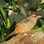 Cape Grassbird