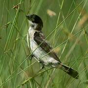Pearly-bellied Seedeater