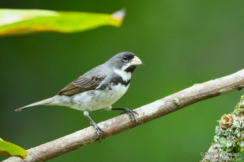 Double-collared Seedeater male adult