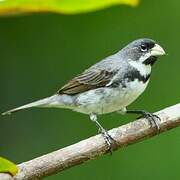 Double-collared Seedeater