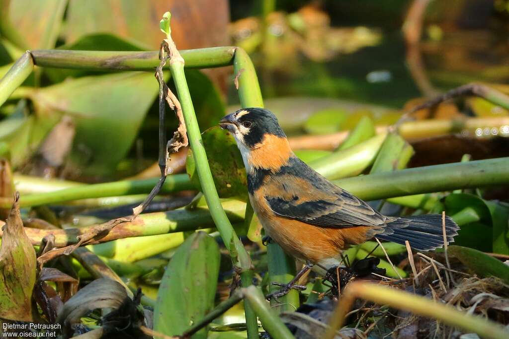 Rusty-collared Seedeater male adult, identification