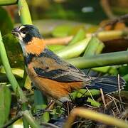 Rusty-collared Seedeater