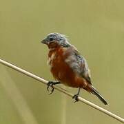 Rufous-rumped Seedeater