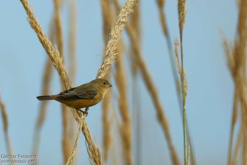 Rufous-rumped Seedeater female adult